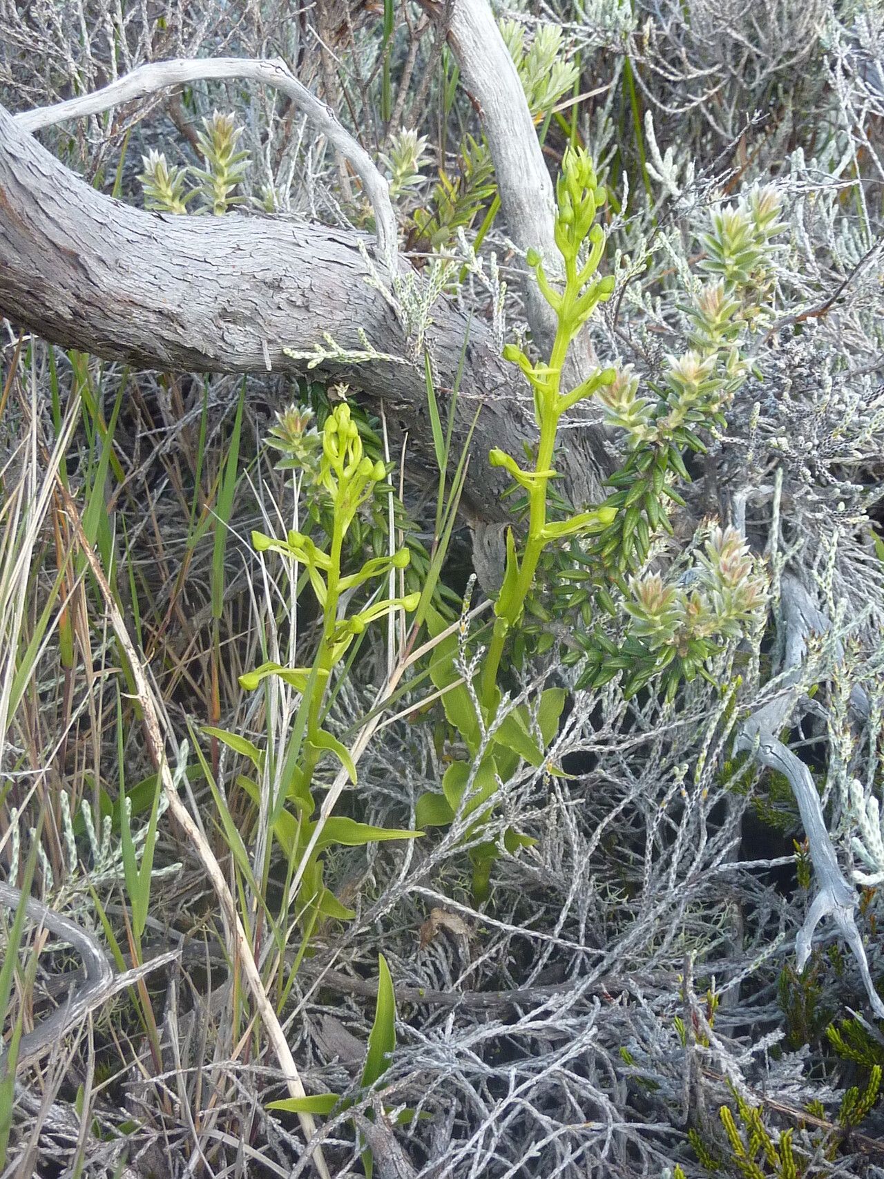 Habenaria frappieri habit