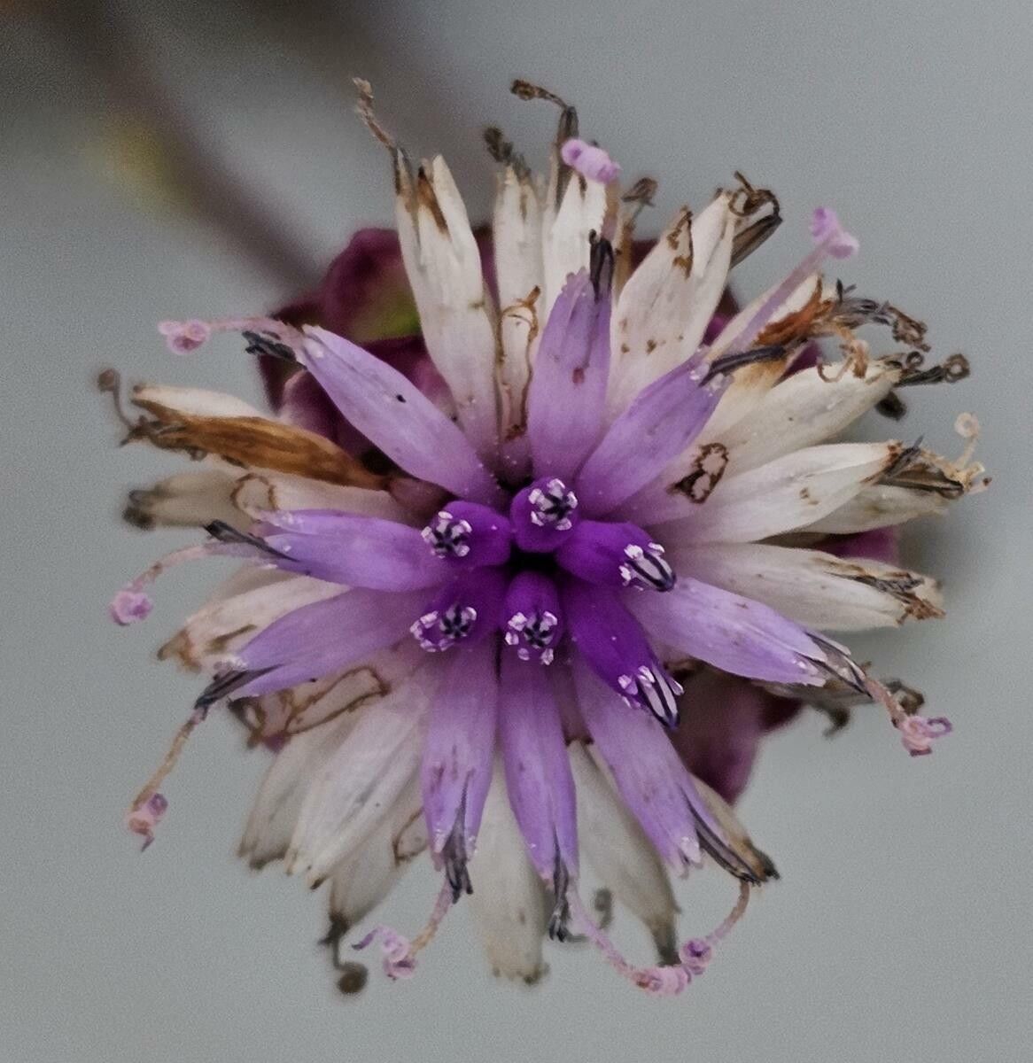 Baccharoides longepedunculata flower