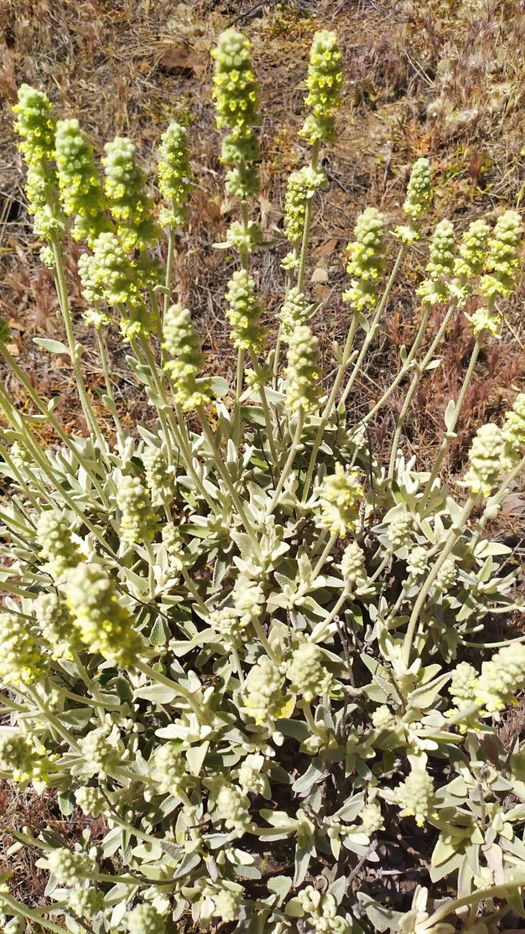 Sideritis dasygnaphala leaf