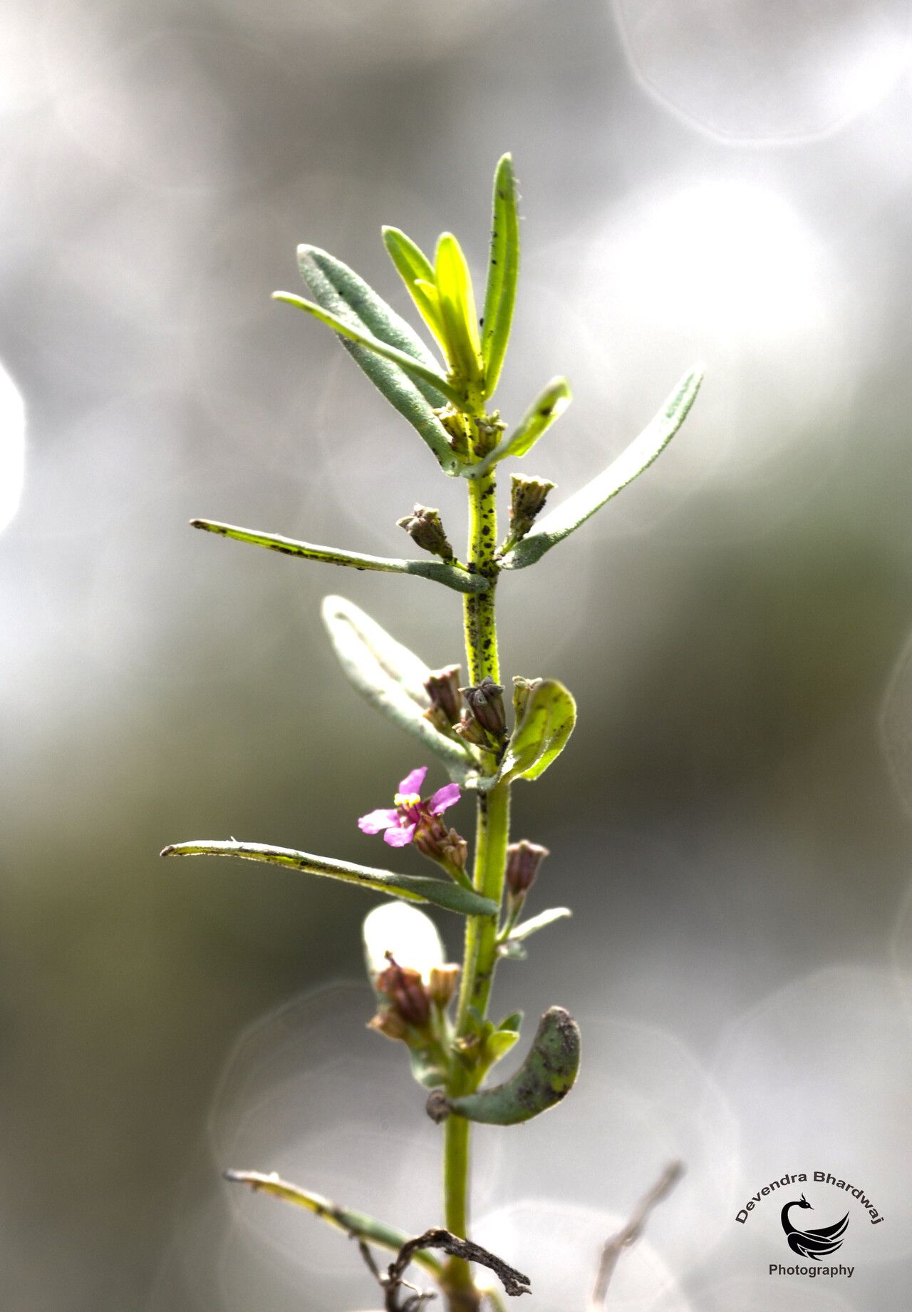 Ammannia auriculata flower
