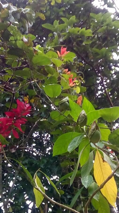 Passiflora coccinea fruit