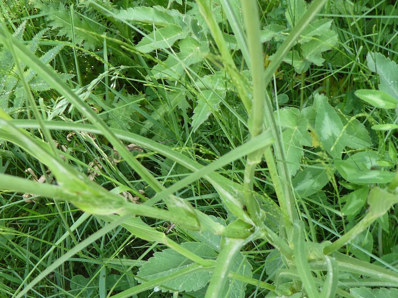 Tragopogon lamottei — search result for 'Tragopogon'