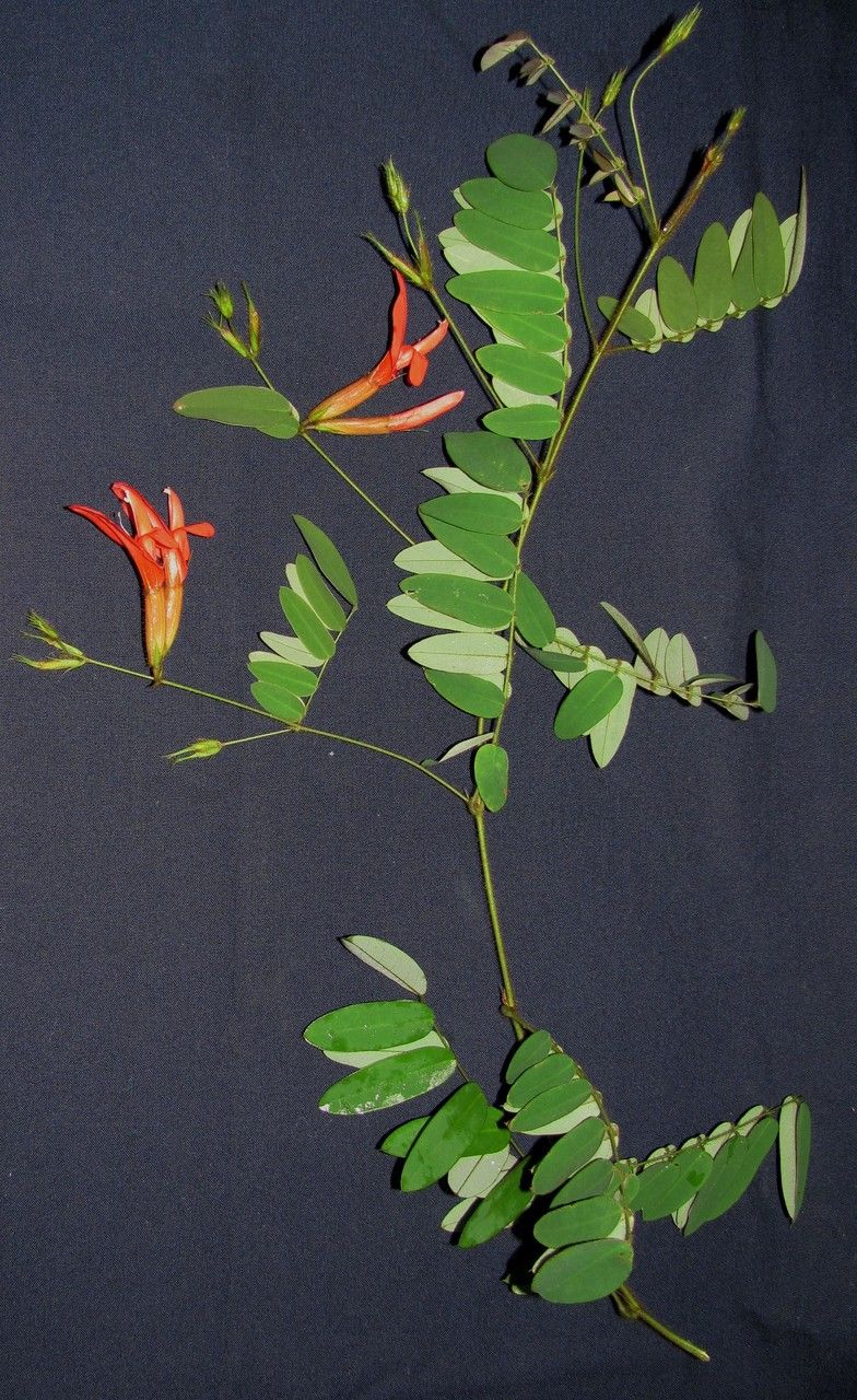 Clitoria pinnata other