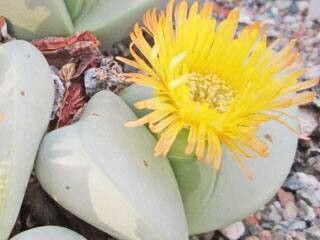 Argyroderma patens flower