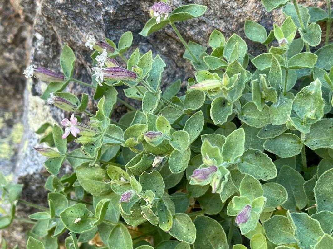 Silene cordifolia flower