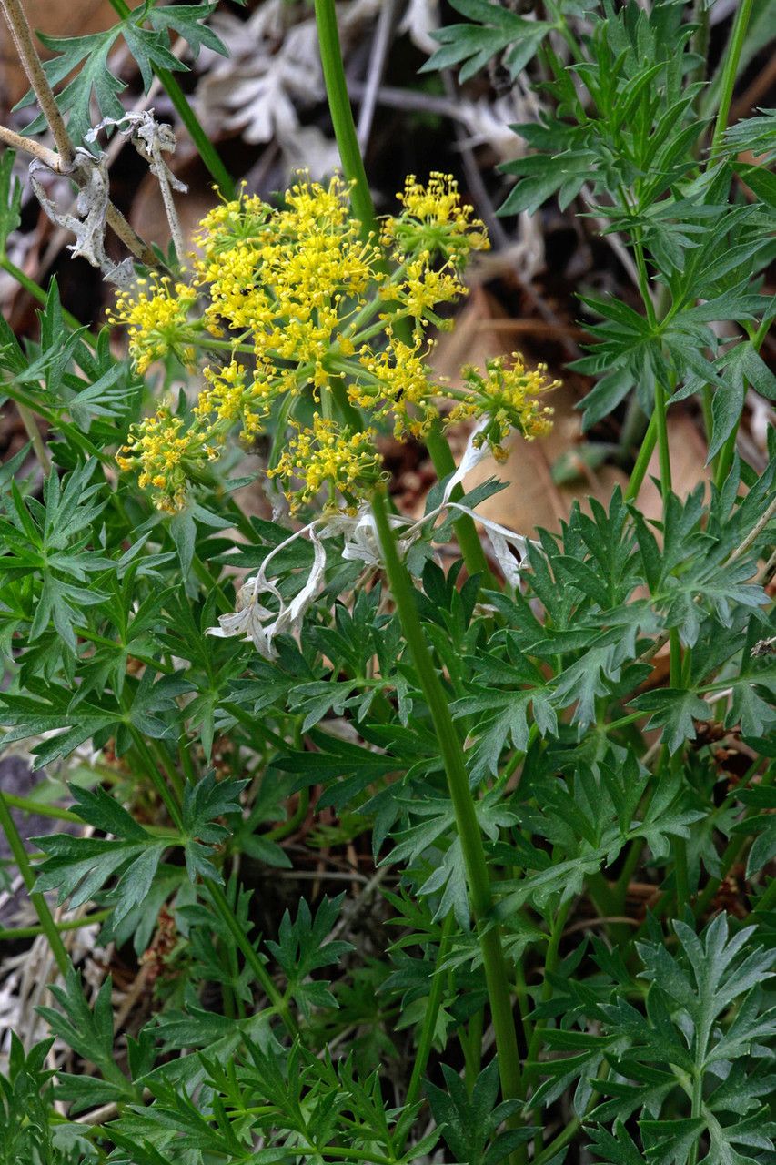 Cymopterus hallii — related species from the same genus