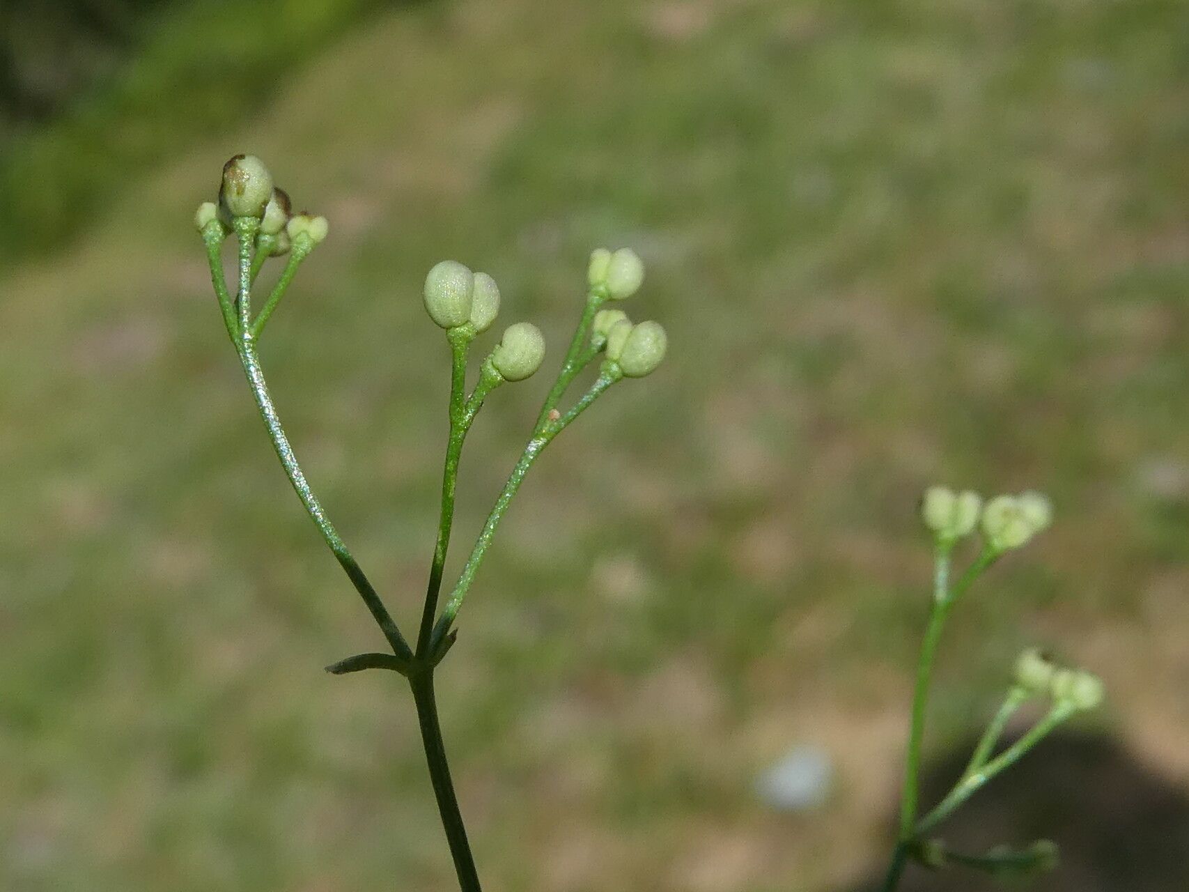 Galium palustre fruit