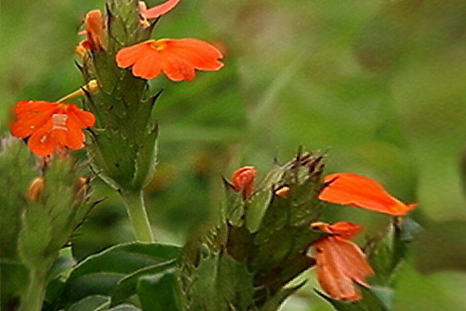 Crossandra greenstockii — search result for 'Crossandra'