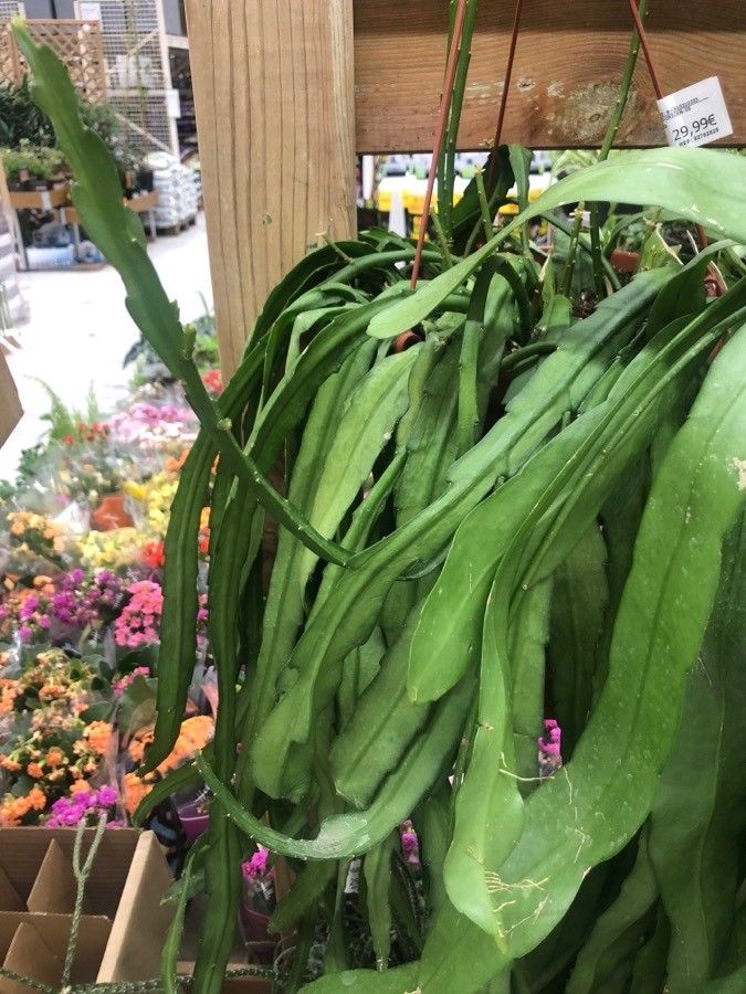 Epiphyllum pumilum — search result for 'Cereus'