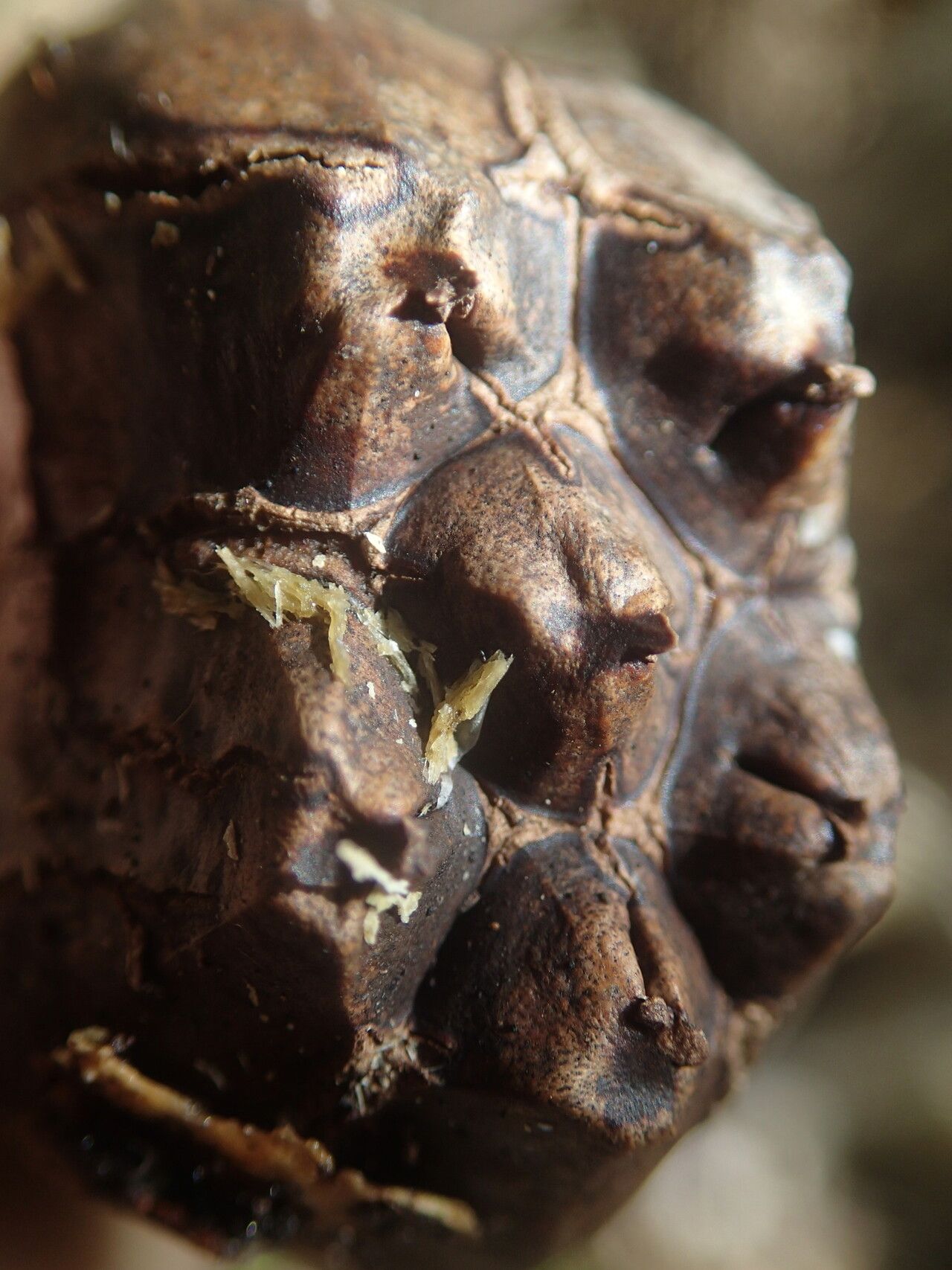 Pandanus balfourii fruit
