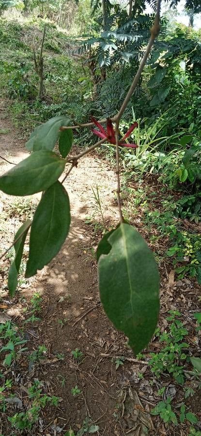 Tapinanthus belvisii — related species from the same genus
