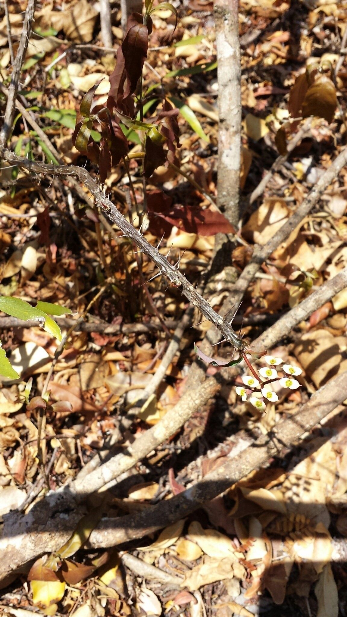 Euphorbia roseana habit