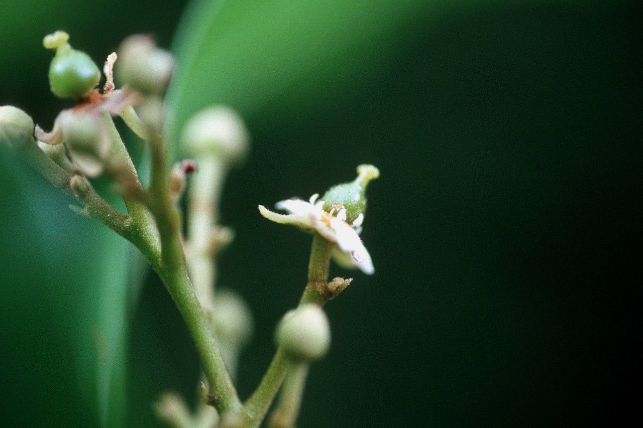 Exothea paniculata flower