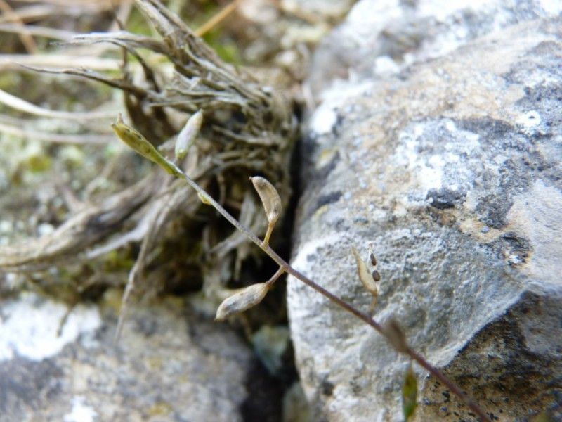 Draba siliquosa fruit