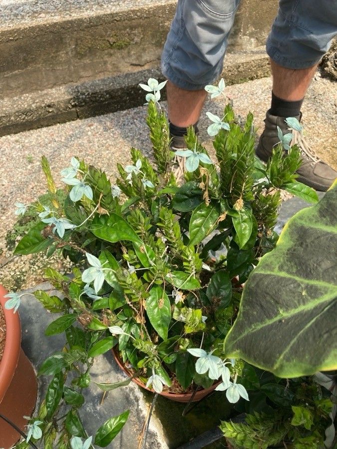 Ecbolium viride — search result for 'Crossandra'