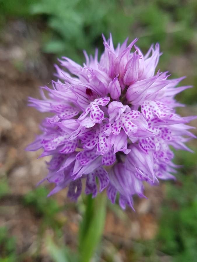 Neotinea tridentata flower