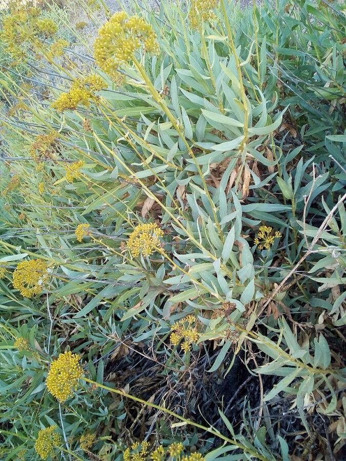 Bupleurum gibraltarium flower