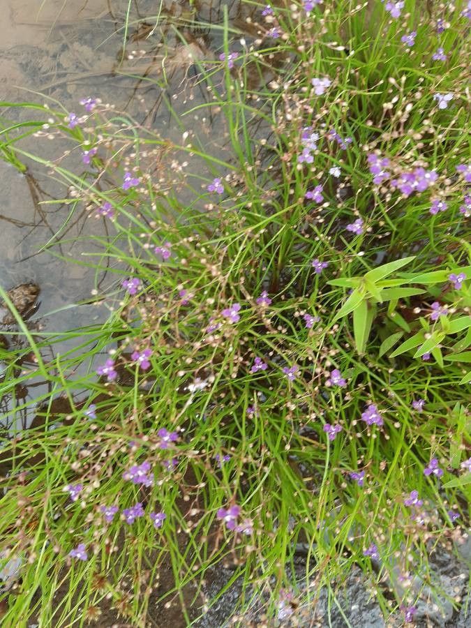 Murdannia semiteres flower