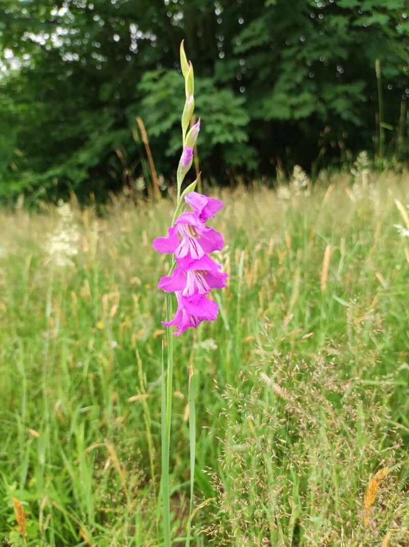 Gladiolus palustris habit