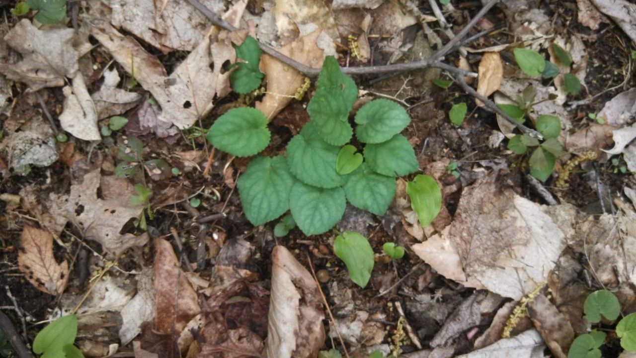 Viola rotundifolia habit