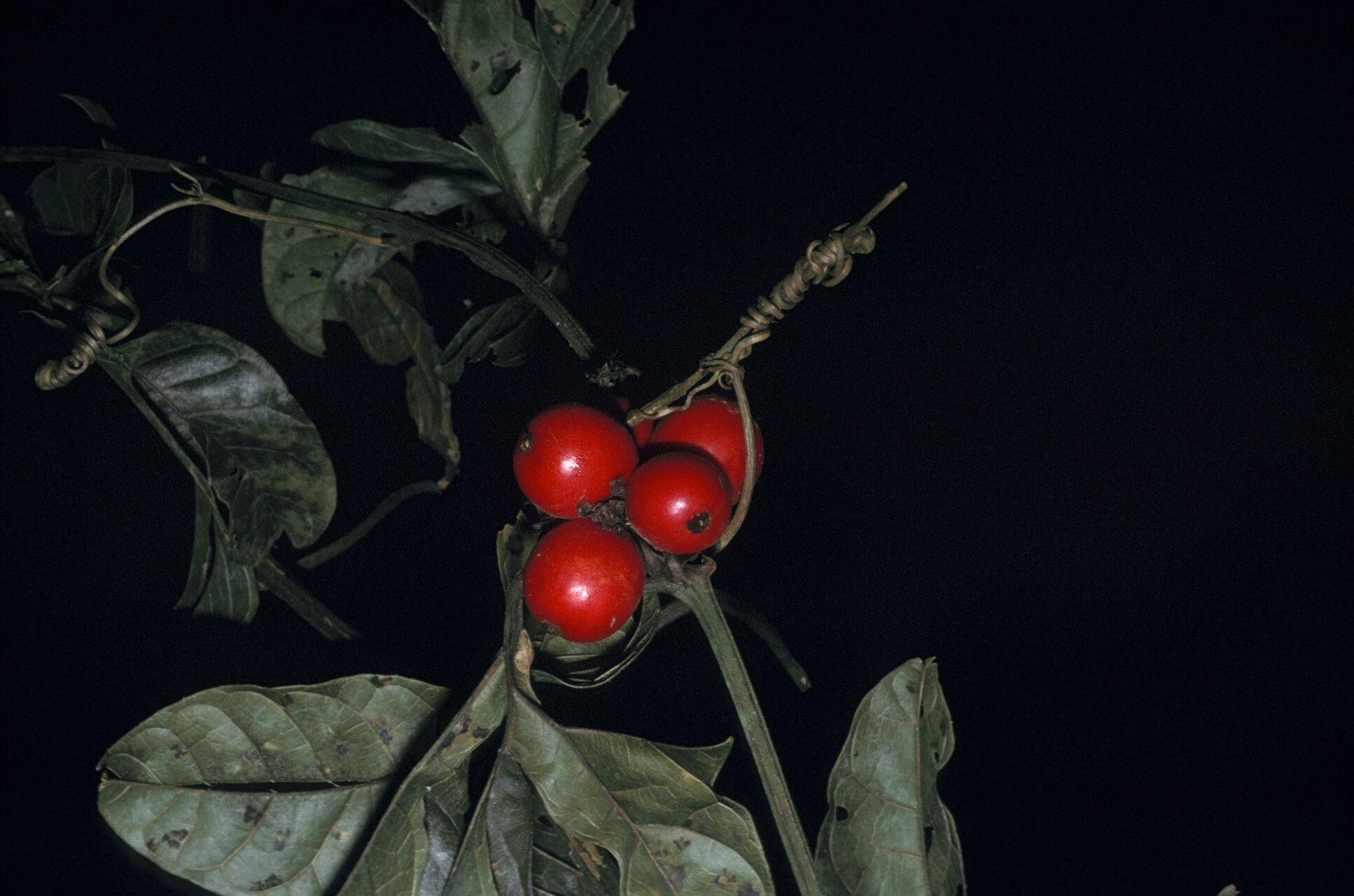 Cayaponia ophthalmica fruit
