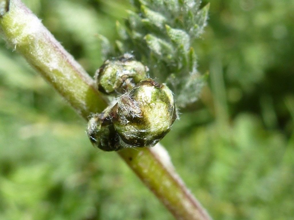 Artemisia atrata fruit