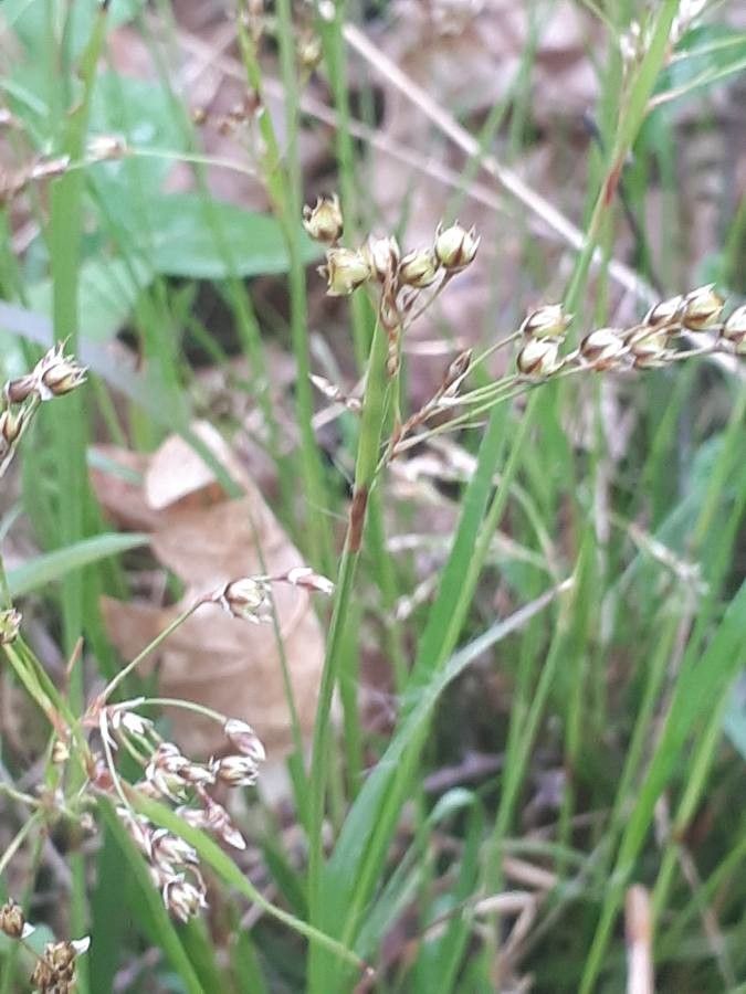 Luzula forsteri flower