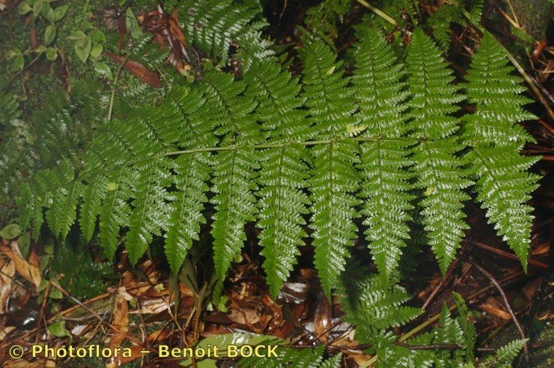 Dryopteris crispifolia — search result for 'Dryopteris'