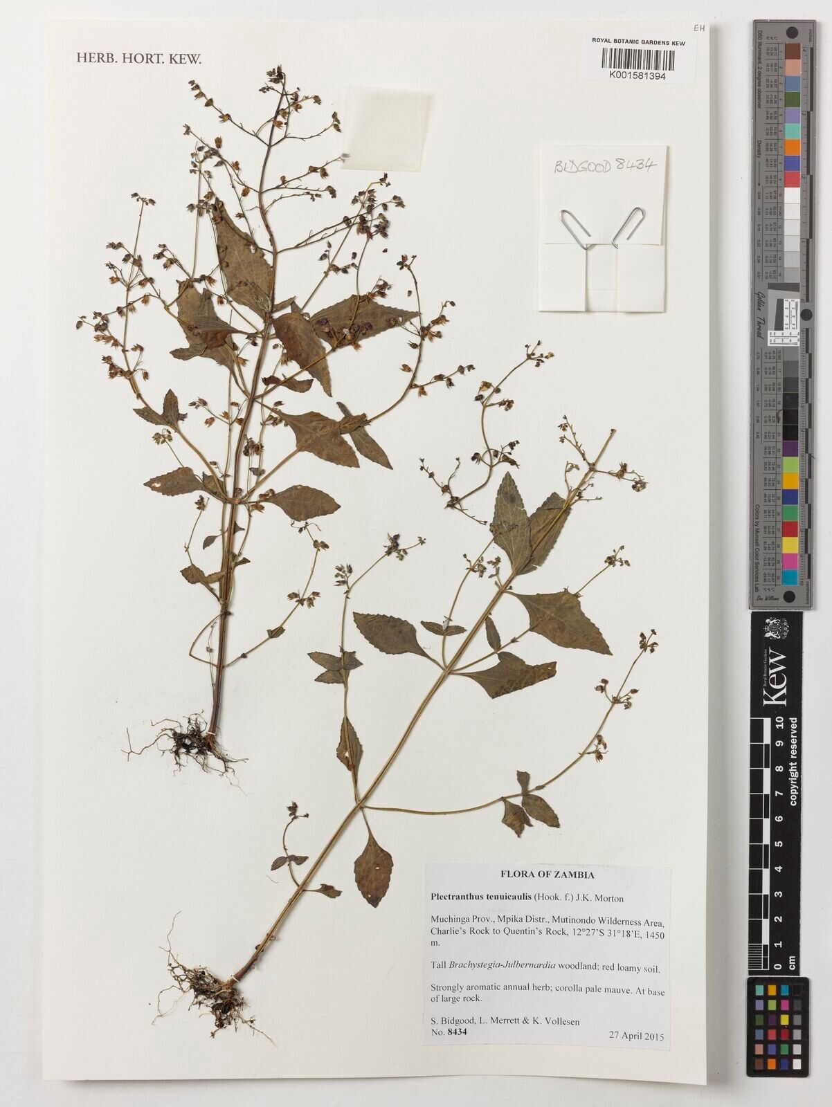 Coleus tenuicaulis — houseplant care guide