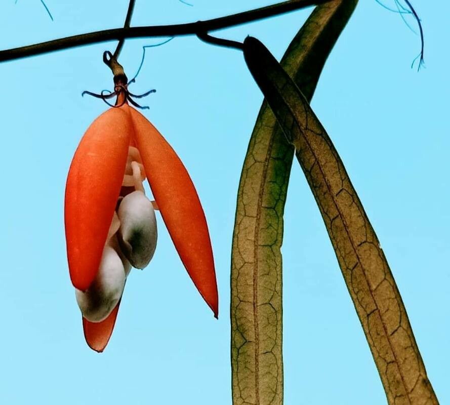 Adenia penangiana — houseplant care guide