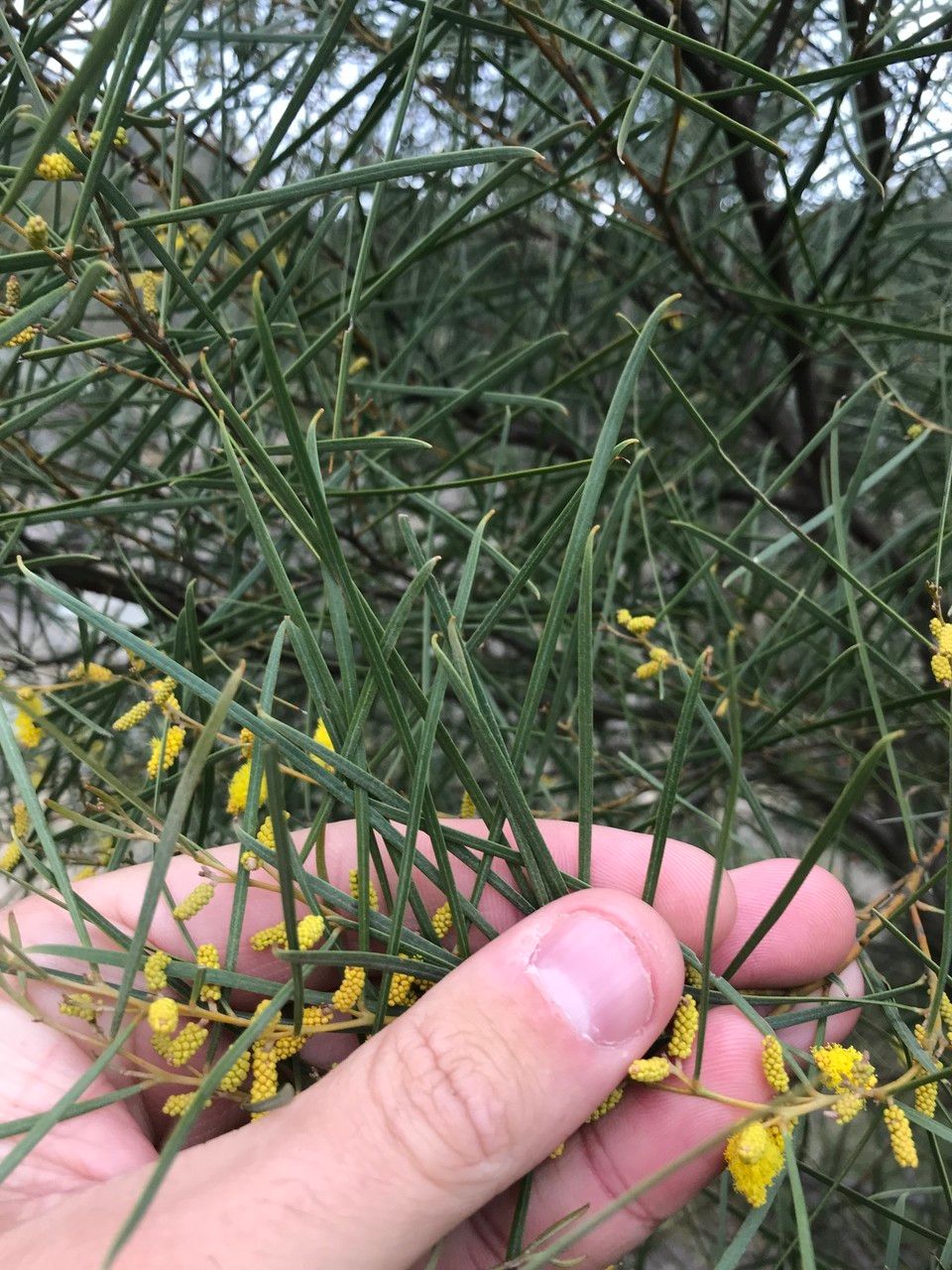 Acacia doratoxylon leaf