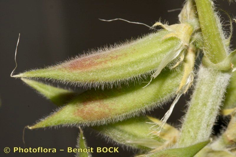 Astragalus akkensis fruit