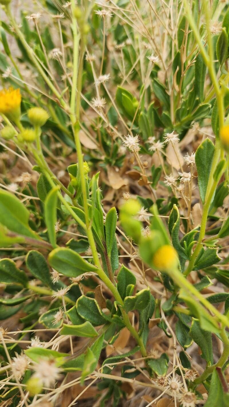 Pulicaria mucronifolia bark