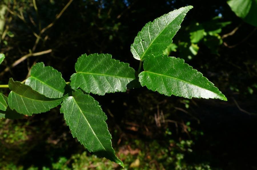 Acer caudatifolium leaf