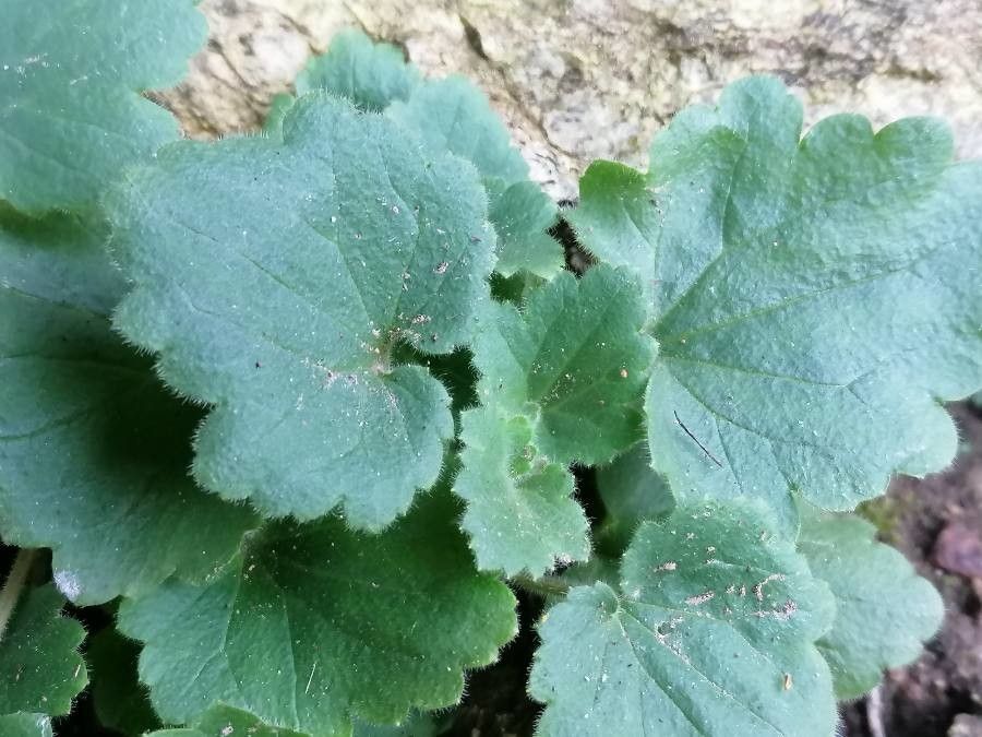 Asarina procumbens leaf