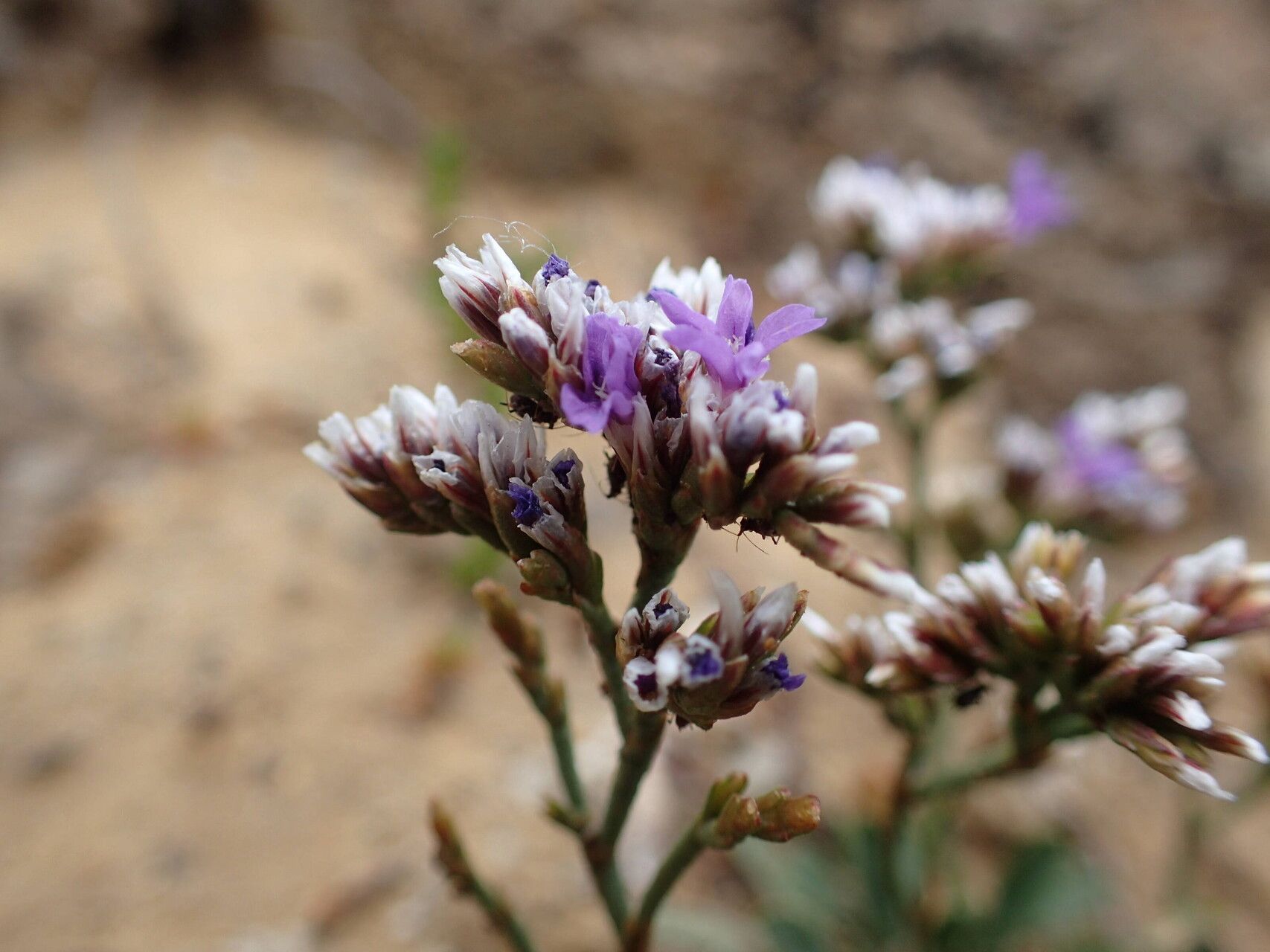 Limonium ramosissimum flower