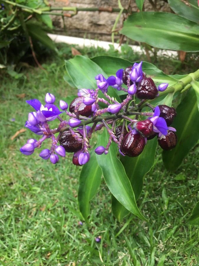 Dichorisandra thyrsiflora fruit