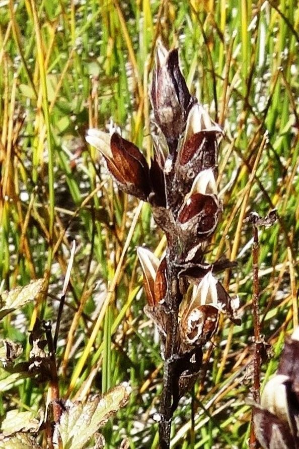 Bartsia alpina fruit