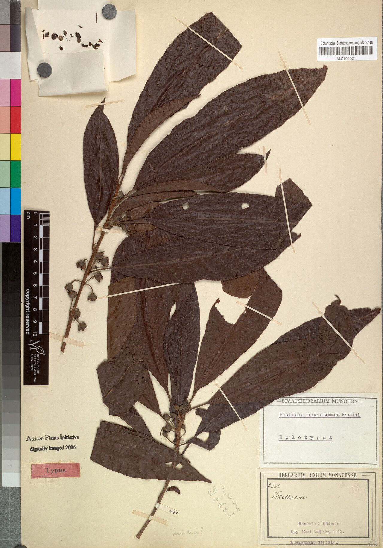 Pouteria hexastemon — houseplant care guide