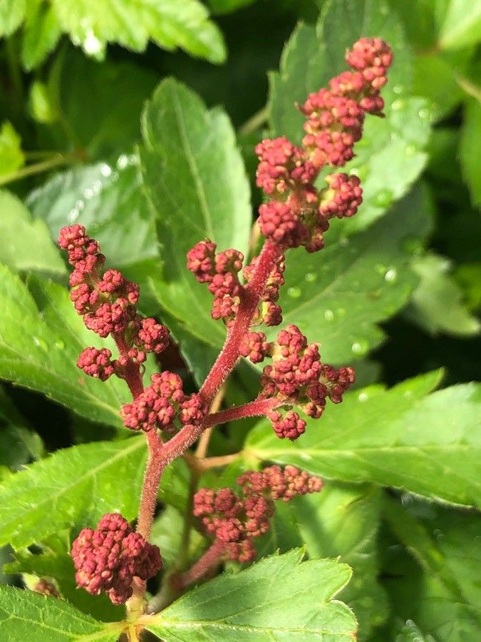 Astilbe thunbergii fruit