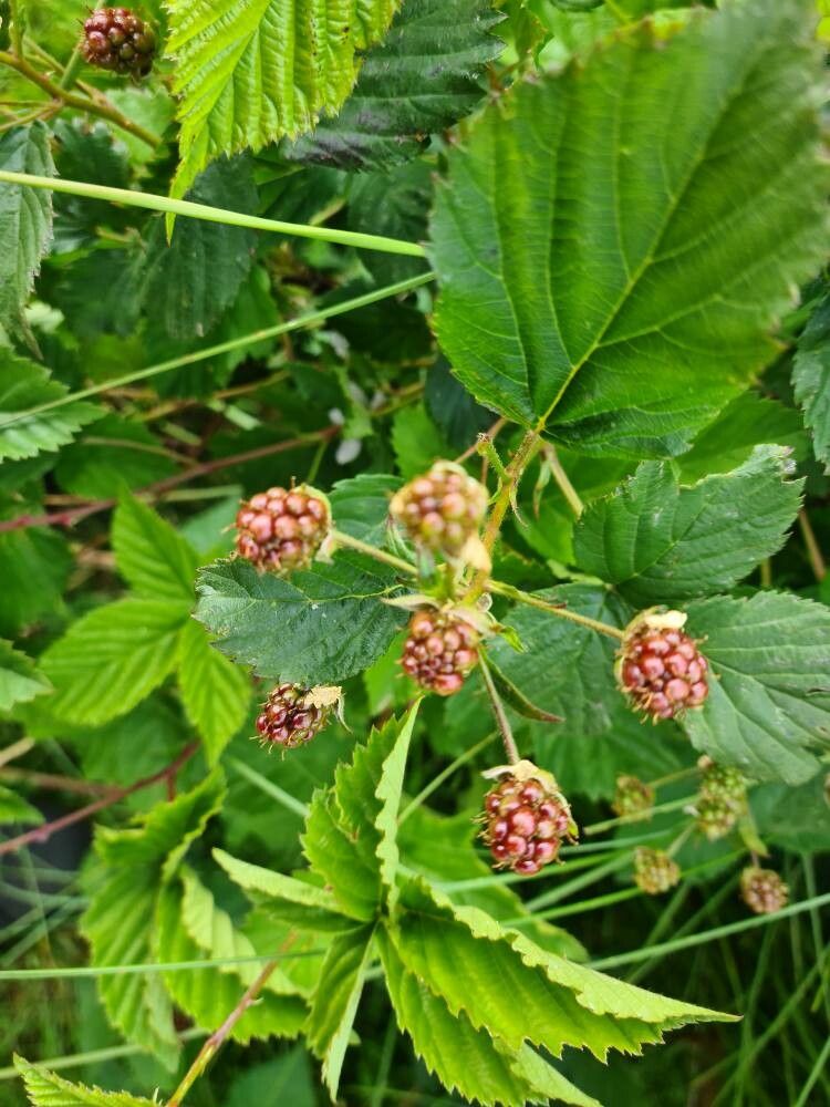 Rubus plicatus fruit