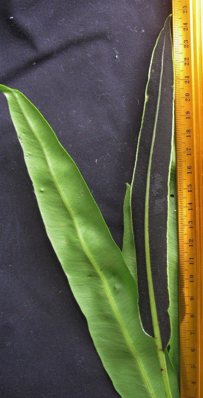 Elaphoglossum tonduzii leaf