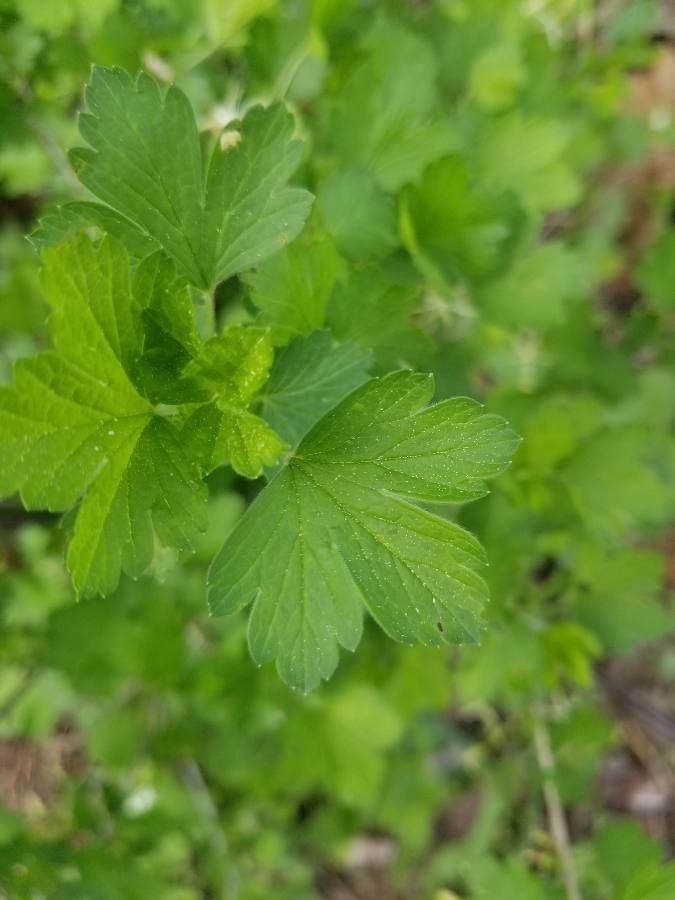 Ribes missouriense — search result for 'Ribes'