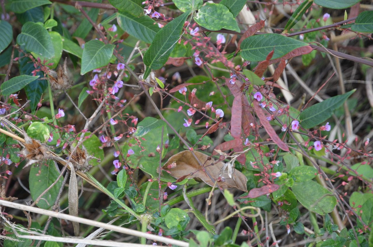 Tadehagi triquetrum flower