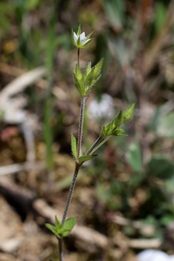 Arenaria leptoclados leaf
