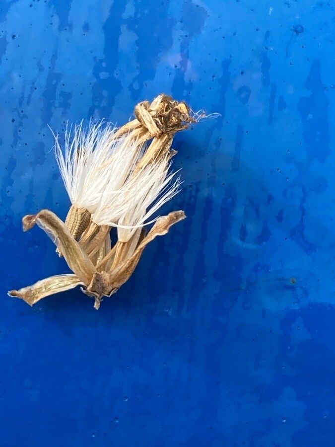 Launaea arborescens fruit