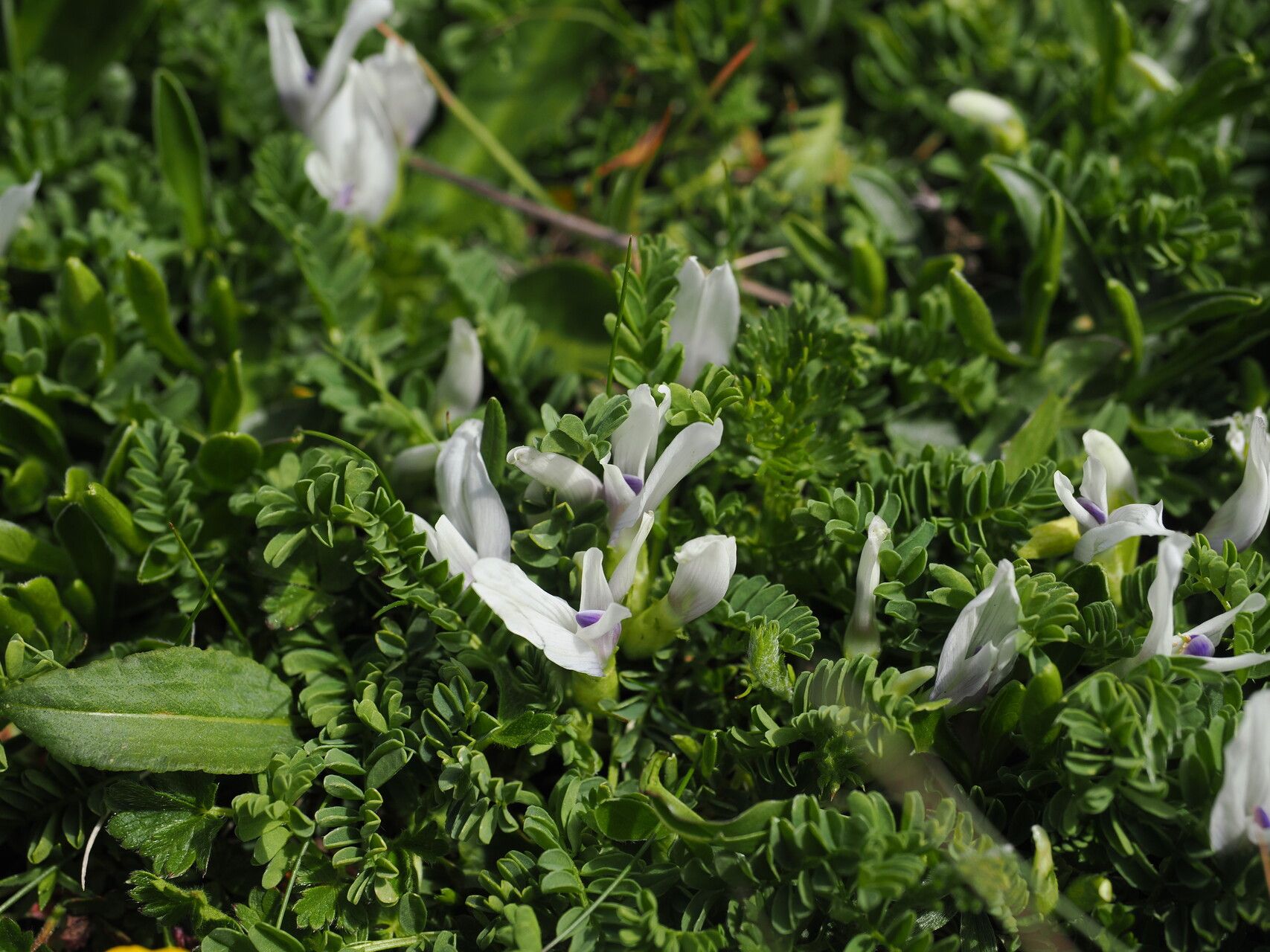 Astragalus kazbeki flower