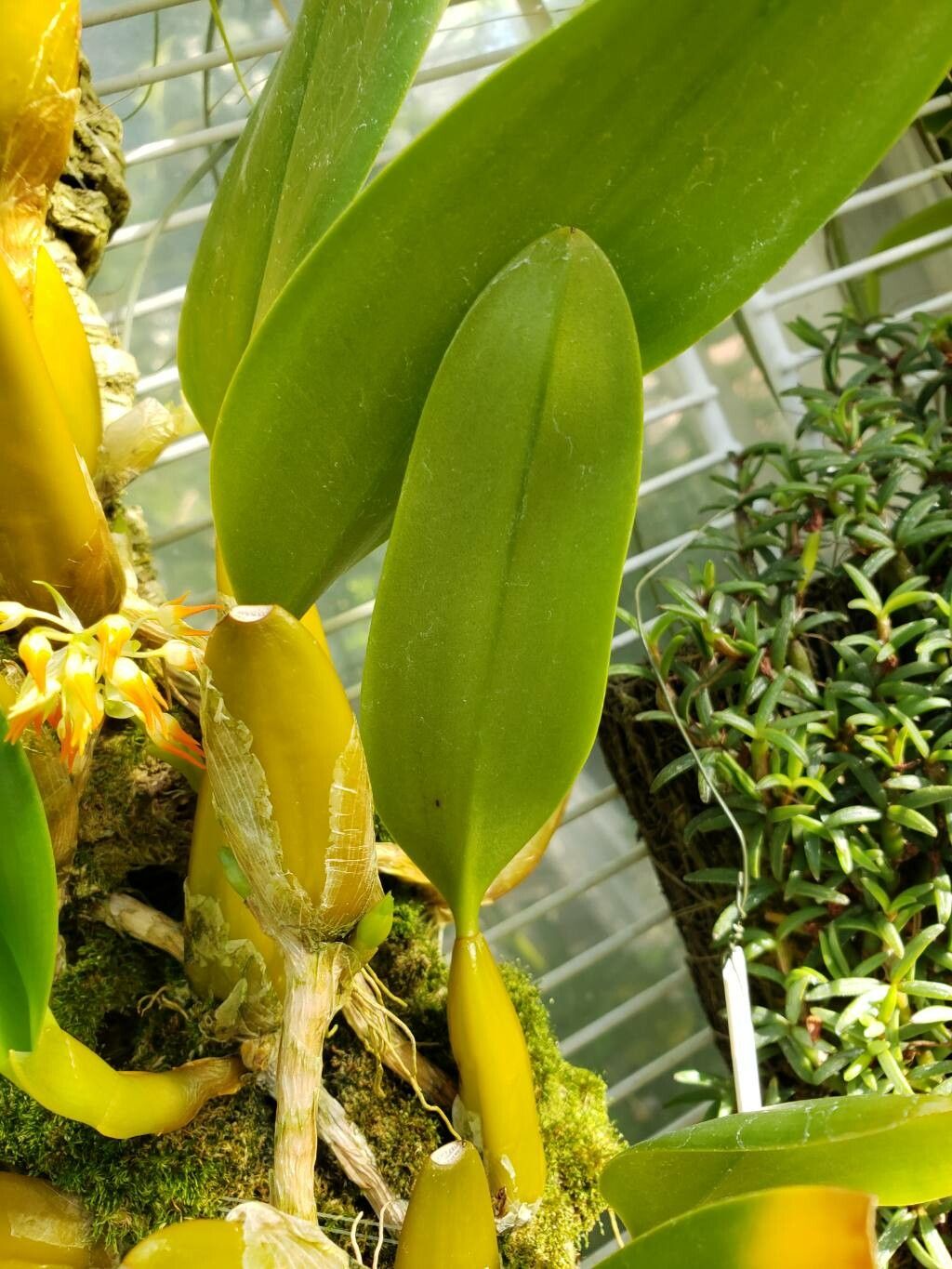 Bulbophyllum angustifolium — houseplant care guide