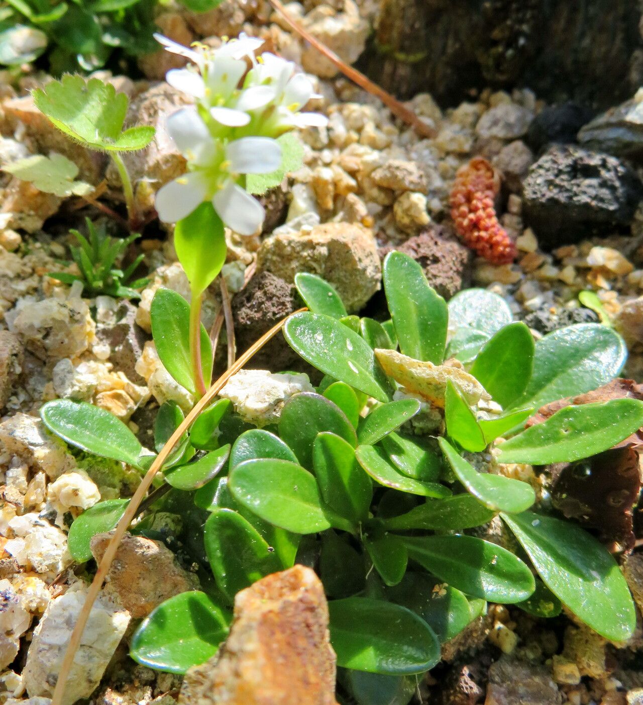 Androsace laggeri habit