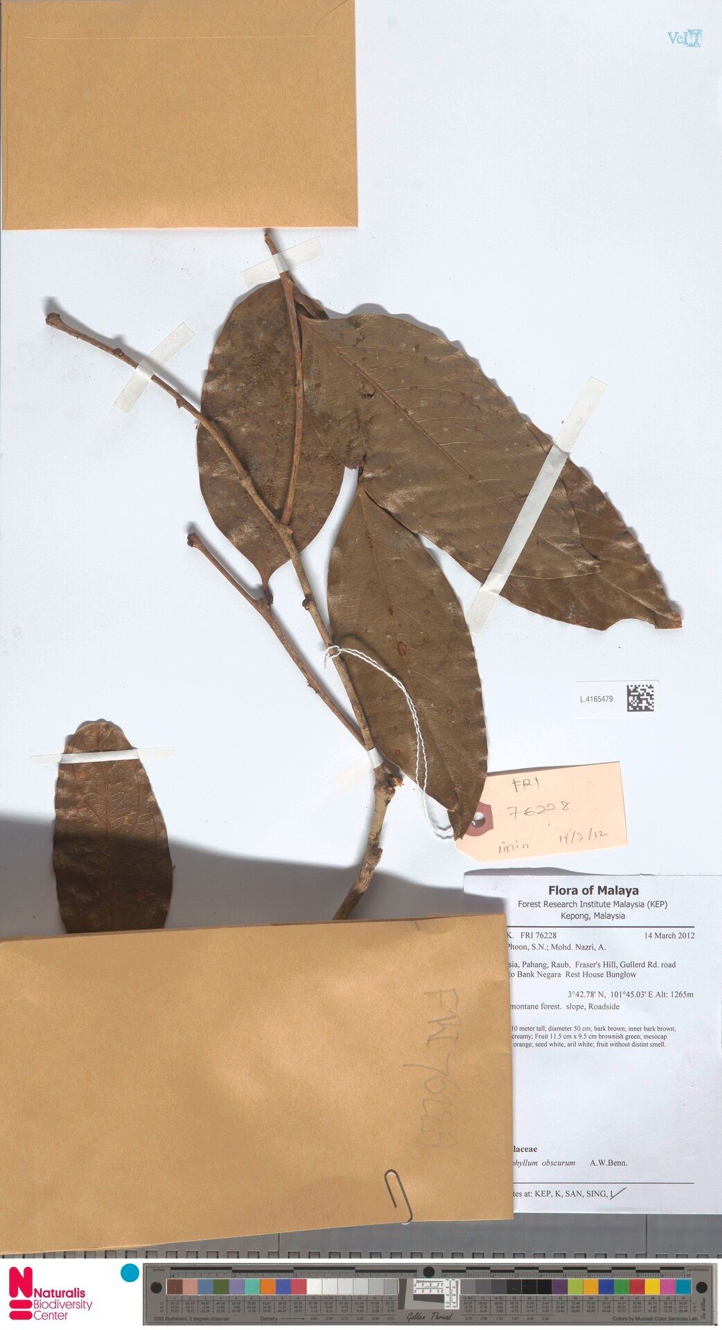 Xanthophyllum obscurum — houseplant care guide